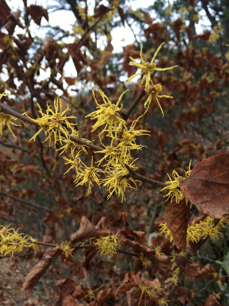 witch hazel in bloom